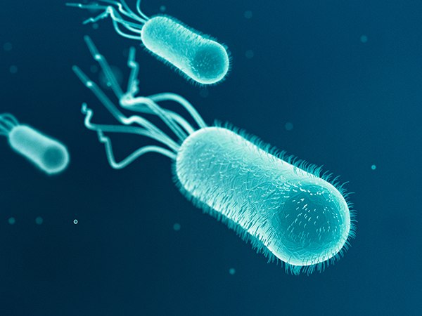 Escherichia Coli Detection and Analysis for Food and Beverage Safety Scanning electron micrograph of Escherichia coli