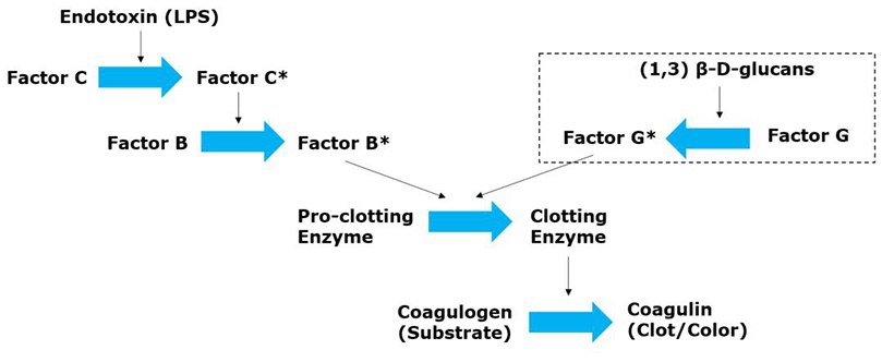 LAL assay test principle. The cascade of endotoxin detection in Limulus amoebocyte lysate (LAL) assay starts when the endotoxin LPS reacts with Factor C in and turn, activates the factor B. Factor B turns the gel-forming pro-enzyme into an enzyme. The resulting clotting enzyme is responsible for anchoring the two peptide units in the coagulogen, forming an insoluble gel. Other compounds which also cause the gelation in the amebocyte lysate of the horseshoe crab can interference in the test of bacterial endotoxins. Some of these compounds are (1,3)-β-D-glucans, which lead to false positives in the LAL test. Diagram of LAL assay test principle.