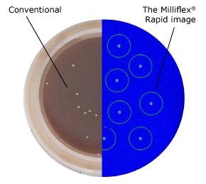 Conventional vs. Milliflex® Rapid image analysis Image analysis of microcolonies: Conventional vs. Milliflex® Rapid methods
