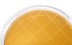 ICR Contact Plate Lid Closure Lid of a culture media contact plate