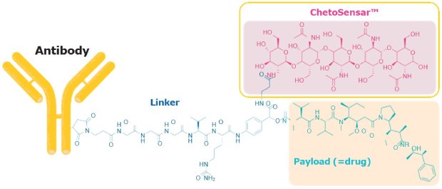 ADC-ChetoSensar structure Example of antibody conjugated with three distinct components showed as chemical structures: ChetoSensar™, attached to a cathepsin B-sensitive linker and monomethyl auristatin E (MMAE) cytotoxic API.