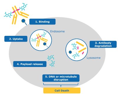 Antibody-drug Conjugate Targeting a Cancer Cell Steps describing antibody-drug conjugate targeting a cancer cell, leading to cell death after internalization and drug release.