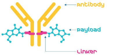 Antibody-drug Conjugate Components Composition of an Antibody-drug conjugate, short ADC with monoclonal Antibody, short mAb, conjugated with small molecule payload via linker