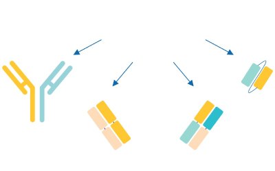 Examples of Emerging Antibody Formats Examples of emerging antibody formats.