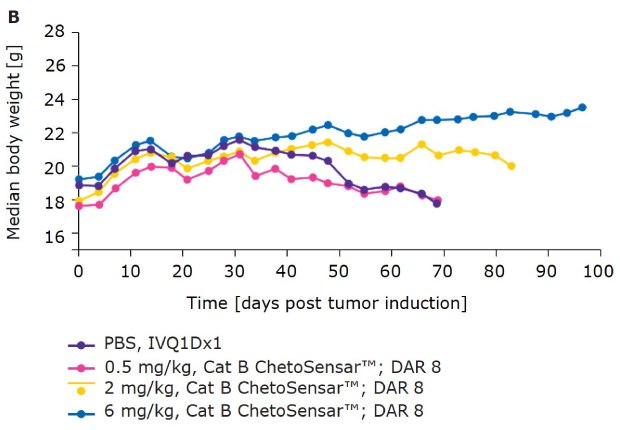 Body weight of mice treated with ChetoSensar-ADCs B Chart demonstrating that body weight of mice treated with ChetoSensar™-ADC DAR 8 shows good tolerability in-vivo.