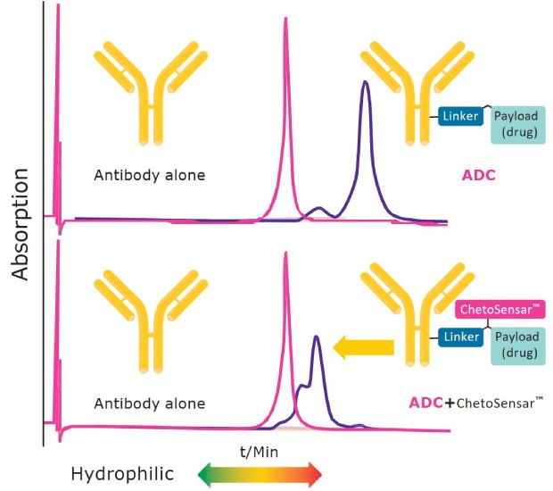 Reduction of ADC hydrophobicity by incorporation of ChetoSensar hydrophobic interaction chromatograms comparing ADC without and with Chetosensar showing reduced hydrophobicity with ChetoSensar™