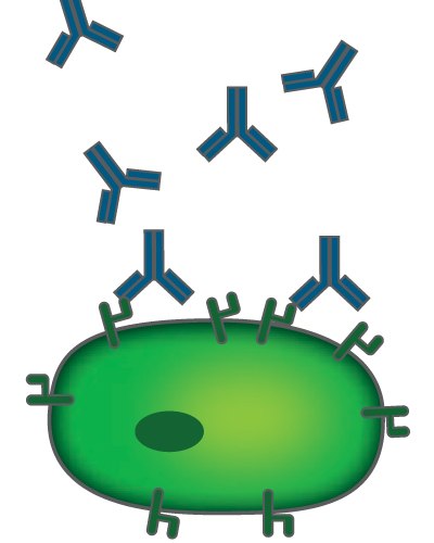 Antibody-dependent cell-mediated cytotoxicity Antibody-dependent cell-mediated cytotoxicity