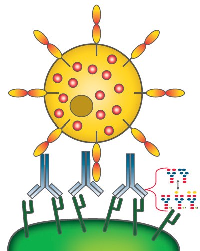Antibody-dependent cell-mediated cytotoxicity Antibody-dependent cell-mediated cytotoxicity