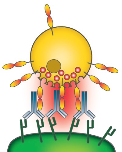 Antibody-dependent cell-mediated cytotoxicity Antibody-dependent cell-mediated cytotoxicity
