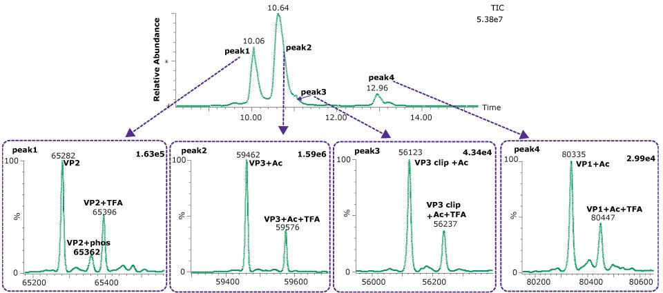 Deconvoluted spectra of each of the four dominant peaks observed on the BIOshell™ A400 Protein C4 column Deconvoluted spectra of each of the four dominant peaks observed during the intact capsid protein analysis of AAV5 on the BIOshell™ A400 Protein C4 column resulted in the mass determinations as shown. Peak 1 at 10.06 min major mass traces are VP2 65282, VP2+phos 62362, and VP2+TFA 65396; Peak 2 at 10.64 min major mass traces are VP3+Ac 59462 and VP3+Ac+TFA 59576, Peak 3 at approx. 11 min major mass traces are VP3 clip+Ac 56123, VP3 clip+Ac+TFA 56237; Peak 4 at 12.96 min major mass traces areVP1+Ac 80335 and VP1+Ac+TFA 80447.