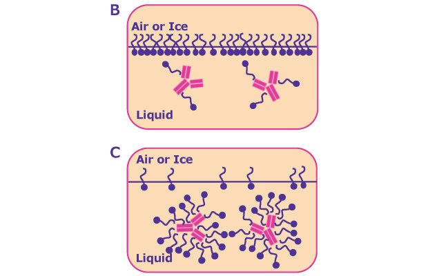 Competitive Surface Adsorption Surfactant Protein Binding Protein adsorption to interfaces triggers the formation of a protein film and subsequent aggregation.