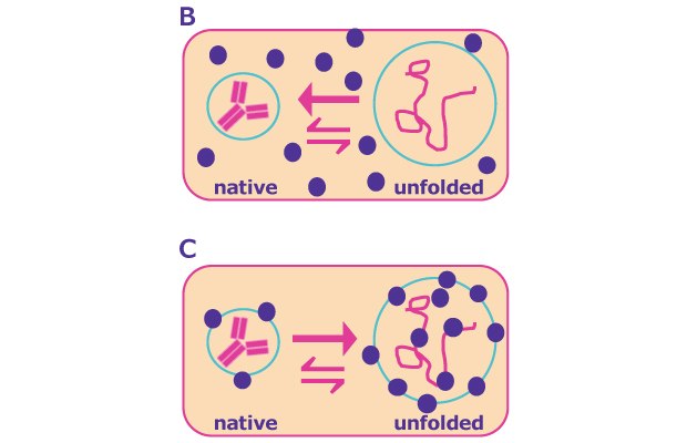 Natively Folded Unfolded State Protein Aggregation Preferential Inclusion Binding In solution, a dynamic equilibrium between the natively folded and (partially) unfolded protein state exists - the latter of which is susceptible to aggregation. Stabilizers can shift the equilibrium towards the natively folded state through preferential exclusion of the excipient from protein surface and hydration of the protein molecule or through preferential binding to the partially unfolded state of the protein, preventing aggregation and further degradation and later refolding.
