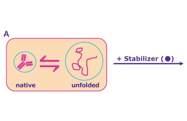Natively Folded Unfolded State Protein Aggregation Without Excipient In solution, a dynamic equilibrium between the natively folded and (partially) unfolded protein state exists - the latter of which is susceptible to aggregation. Stabilizers can shift the equilibrium towards the natively folded state through preferential exclusion of the excipient from protein surface and hydration of the protein molecule or through preferential binding to the partially unfolded state of the protein, preventing aggregation and further degradation and later refolding.