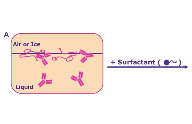 Protein Adsorption to Interfaces Protein adsorption to interfaces triggers the formation of a protein film and subsequent aggregation. This is prevented by adding surfactants through two mechanisms: By competitive surface adsorption with the surfactant molecules covering hydrophobic interfaces or direct binding of the surfactants to the protein molecules, solubilizing them in the liquid phase.