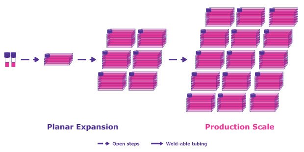 Comparison of an adherent process An adherent system offers up many challenges compared to a suspension system which offer suspension-adapted cell lines, virus production boosting agents, improved scalability, less labor intensive, close processing and lower costs.