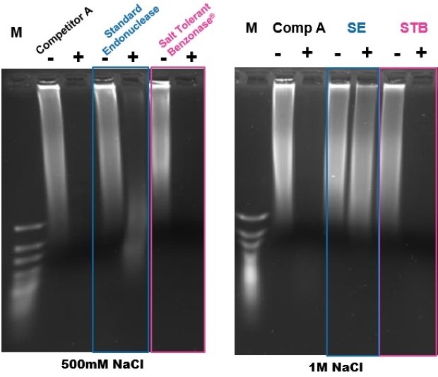 Gel electrophoresis showing complete digestion of DNA using Benzonase® Salt Tolerant endonuclease El ADN es digerido por completo con la endonucleasa tolerante a la sal Benzonase<sup>®</sup> como demuestra la electroforesis en gel para una concentración salina de 500 mM y 1 M.