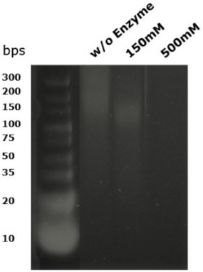 Gel electrophoresis showing DNA fragment size following digestion with Benzonase® Salt Tolerant endonuclease La endonucleasa tolerante a la sal Benzonase<sup>®</sup> digiere el ADN hasta niveles indetectables por debajo del tamaño de 10 pares de bases, como demuestra la electroforesis en gel a una concentración salina por encima de 150 mM.