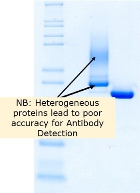 Identity and purity of Benzonase® Salt Tolerant Endonuclease and competitor A as shown by reducing SDS-PAGE La endonucleasa tolerante a la sal Benzonase<sup>®</sup> exhibe una mejor identidad y pureza que la competidora A utilizando SDS-PAGE reductora.
