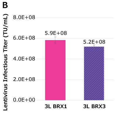 Infectious titer in the 3L bioreactor At harvest time point of 48 hours post-transfection (Day 3), VCD of 6E+06 to 7.5E+06 vc/mL was achieved in Mobius® 3 L Bioreactors (BRX) while maintaining harvest viability of > 90%. Infectious titers of 5.2E+08 TU/mL to 5.9E+08 TU/mL were obtained in two Mobius® 3L bioreactors
