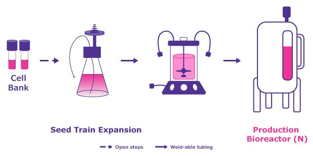 Comparison of a suspension process An adherent system offers up many challenges compared to a suspension system which offer suspension-adapted cell lines, virus production boosting agents, improved scalability, less labor intensive, close processing and lower costs.