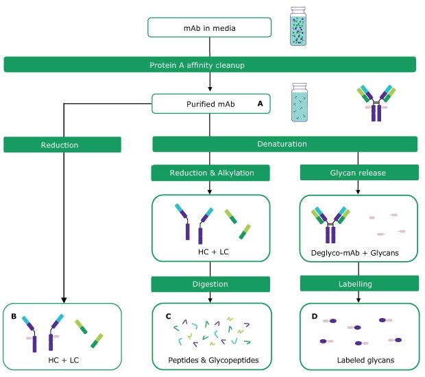 Overview of analytical techniques for antibody sample preparation and analysis Overview of analytical techniques for antibody sample preparation and analysis showing intact mass analysis, peptide mapping, and glycan analysis