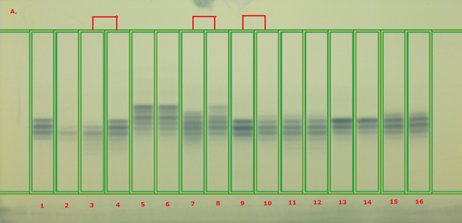 A thin-layer chromatography (TLC) chromatogram displayed under white light, featuring a series of sixteen tracks arranged horizontally across a light yellow background. Each track is outlined with a green rectangular box, enhancing visibility. The first two tracks show corn oil in track 1 and olive oil in track 2, both exhibiting faint blueish spots. The subsequent odd-numbered tracks represent fixed oil standards, while the even-numbered tracks correspond to their market samples. Notably, tracks 3 and 4 highlight peanut oil, tracks 5 and 6 represent flax seed oil, tracks 7 and 8 indicate borage seed oil, tracks 9 and 10 show cotton seed oil, tracks 11 and 12 depict palm oil, and tracks 13 and 14 illustrate safflower oil, concluding with soybean oil in tracks 15 and 16. Some tracks exhibit deviations, with varying intensities of blue spots that suggest differences between the standards and their corresponding samples.