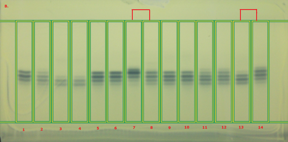 A thin-layer chromatography (TLC) chromatogram displayed under white light, showcasing sixteen tracks arranged horizontally against a light yellow background. Each track is bordered by a green rectangular box for clarity. The first two tracks contain corn oil in tracks 1 and 2, followed by olive oil in tracks 3 and 4. Tracks 5 and 6 display sunflower oil, tracks 7 and 8 represent evening primrose oil, tracks 9 and 10 indicate sesame oil, tracks 11 and 12 show canola oil, and tracks 13 and 14 illustrate almond oil. The chromatogram reveals several blueish bands of varying intensity, with some tracks marked at the top to highlight observed differences in band patterns between the standards and their corresponding market samples.