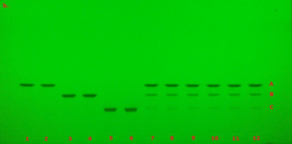 A thin-layer chromatography (TLC) plate visualized under ultraviolet light at 254 nm, with a bright green fluorescent background. There are twelve lanes labeled with red numbers at the bottom, and three horizontal bands labeled A, B, and C on the right side, also in red. These fluorescent bands represent curcumin (top band A), demethoxycurcumin (middle band B), and bisdemethoxycurcumin (bottom band C). The sample bands appear as dark green to black spots against the green background, indicating the absorption of UV light by the analytes. The bands are well-aligned across lanes, representing the separation of three different compounds.