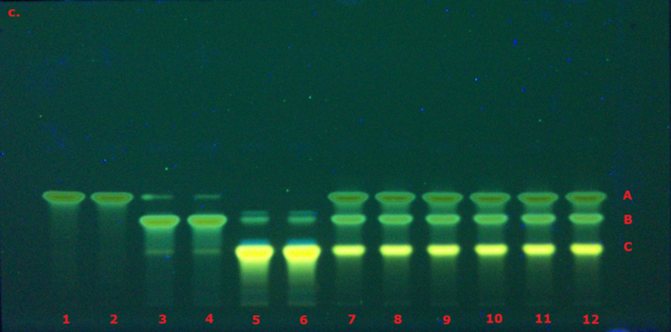 A TLC plate visualized under ultraviolet light at 366 nm, with a dark blue-green background. The twelve lanes are labeled in red at the bottom, with the same A, B, and C identifiers on the right. Three distinct bands appear in each lane, glowing in bright yellow with greenish halos. These fluorescent bands represent curcumin (top band A), demethoxycurcumin (middle band B), and bisdemethoxycurcumin (bottom band C). The strong yellow fluorescence of the bands against the dark background provides a clear contrast that highlights the successful separation and identification of the curcuminoids.