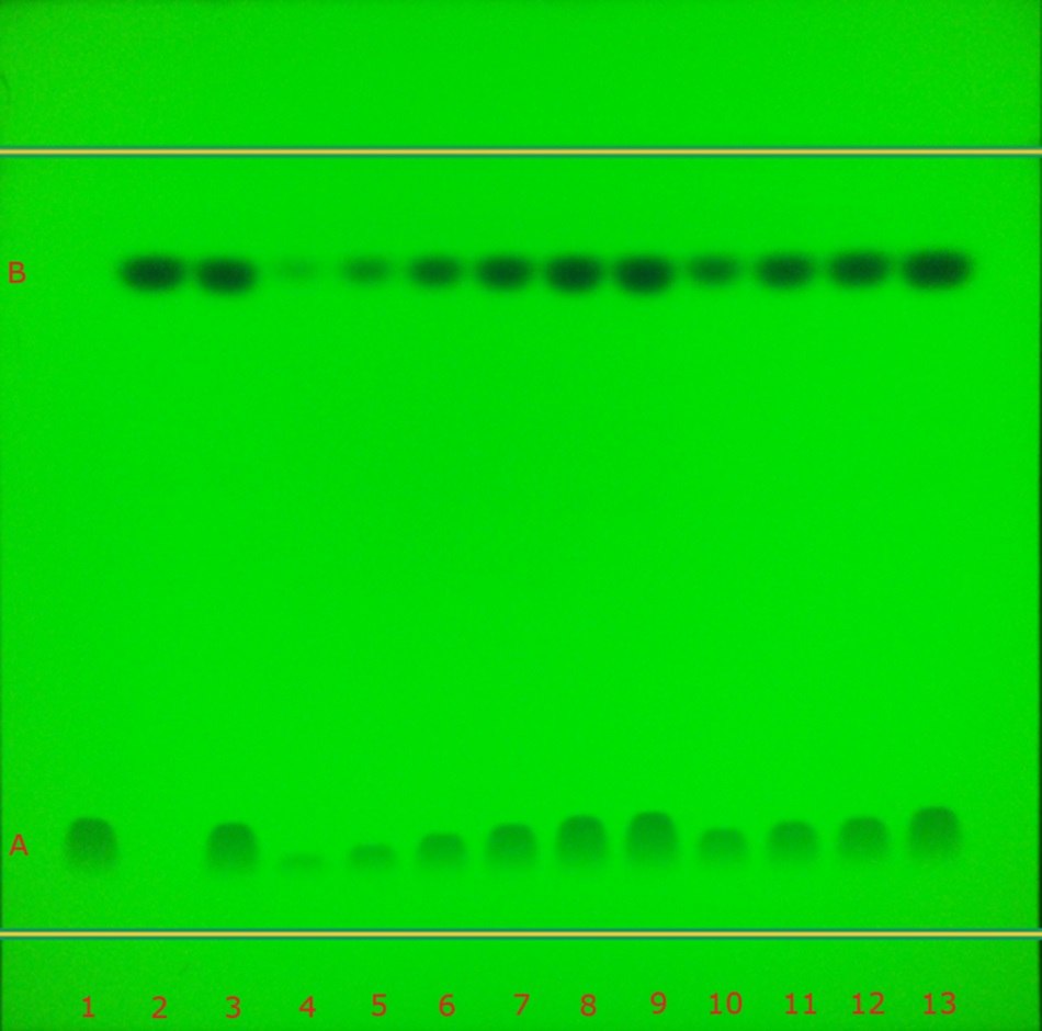 A thin-layer chromatography (TLC) plate viewed under 254 nm UV light, displaying two distinct horizontal bands labeled A and B. Band A, appearing as faint dark green spots at the lower part of the plate, corresponds to atenolol, while band B, appearing as sharp dark green or black spots higher on the plate, corresponds to chlorthalidone. Thirteen tracks are visible, marked numerically from 1 to 13 along the bottom edge in red, representing identification standards, calibration samples, a test sample, and recovery studies. The intensities of the bands vary across the tracks, with calibration tracks showing a gradient in spot intensity for both compounds. 
