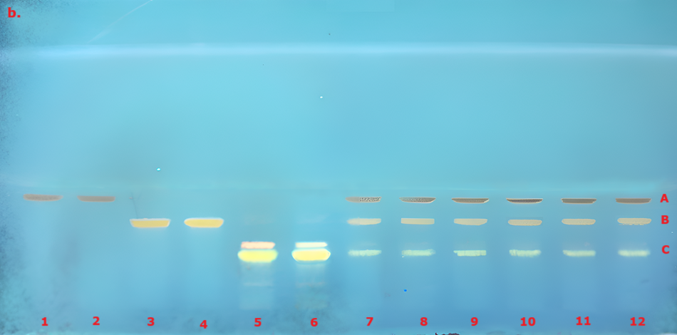 A thin-layer chromatography (TLC) chromatogram under UV light at 366 nm, showcasing a gradient of colors against a pale blue background. The chromatogram features twelve numbered bands, with the first few bands appearing as faint yellowish-orange spots, gradually intensifying in color as you move towards the right. Specifically, band A, representing curcumin, stands out with a bright yellow hue, while band B, demethoxycurcumin, is slightly less vibrant, displaying a lighter shade of yellow. Band C, corresponding to bisdemethoxycurcumin, exhibits a more subdued yellow color. The bands are arranged horizontally, with clear spacing between them, highlighting the distinct separation of the curcuminoid extracts after derivatization.