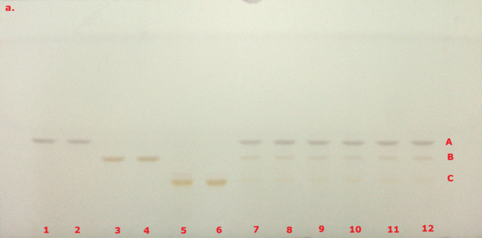 A thin-layer chromatography (TLC) plate photographed under visible light following derivatization of curcuminoid compounds. The plate has twelve lanes labeled numerically from 1 to 12 in red at the bottom, and three horizontal bands labeled A, B, and C along the right margin, also in red. Faint spots in light brown and beige tones are visible across the lanes, indicating the presence of three curcuminoid compounds. Band A, appearing in the highest position on the plate, represents curcumin; Band B in the middle represents demethoxycurcumin; and Band C at the bottom corresponds to bisdemethoxycurcumin. The spots are more pronounced in lanes 1 and 2 and gradually become fainter in lower concentrations across the remaining lanes.