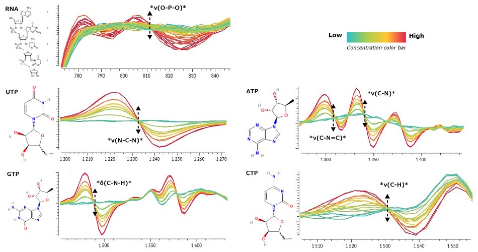Raman plot with preprocessed spectra colored according to the concentration of each molecule in the respective sample Raman plot with preprocessed spectra colored according to the concentration of each molecule in the respective sample, showing more prominent Raman peaks at higher concentration levels for mRNA, UTP, GTP, ATP and CTP.