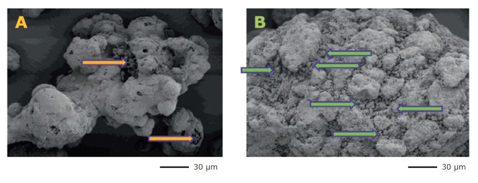 Scanning Electron Microscopy (SEM) Images Scanning electron microscopy (SEM) images comparing API adsorption on the surface area of two types of spray-dried mannitol