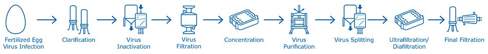 Cell culture-based flu vaccine manufacturing process Egg-based influenza vaccine manufacturing process