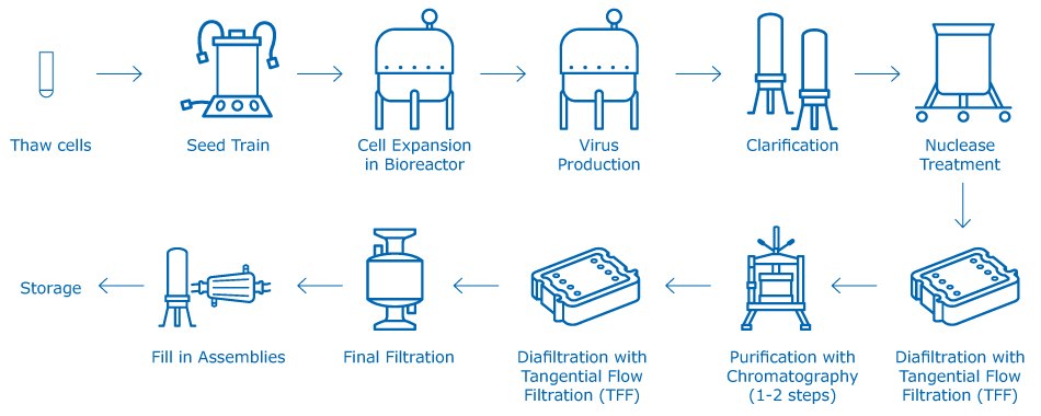Manufacturing process for attenuated viral vaccines A generic attenuated viral vaccine manufacturing process, including cell culture (seed train and bioreactor production), purification (nuclease treatment, clarification, TFF, chromatography), final filtration and final fill steps.