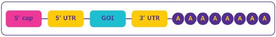 mRNA structure Estructura del ARNm