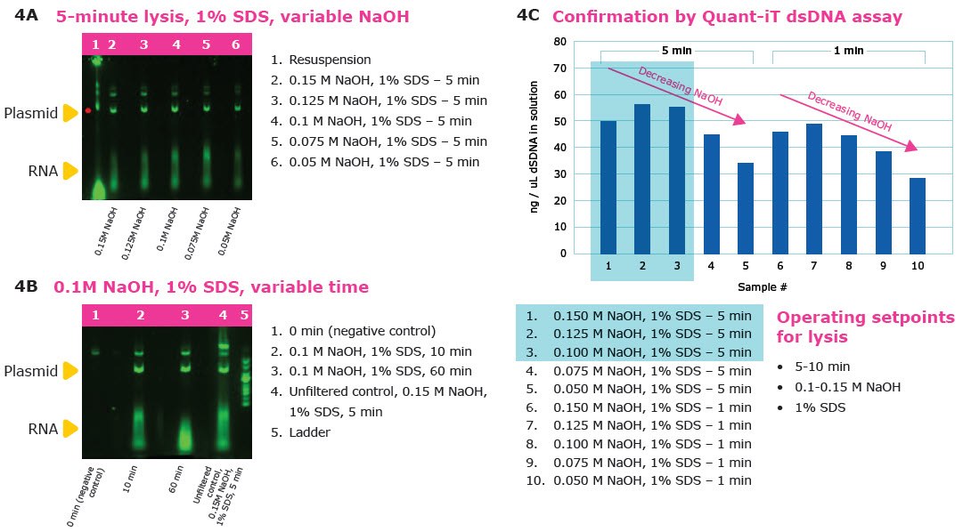 Alkaline lysis optimization for pDNA manufacturing Gels and Quant-iT dsDNA assay showing optimization data for alkaline lysis time and pH for pDNA manufacturing.
