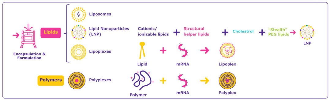 Several mRNA delivery systems are available Se dispone de varios sistemas de liberación de ARNm