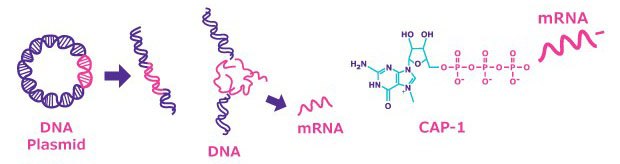 mRNA synthesis is completed by linearization of pDNA, <i>in vitro</i> transcription (IVT) of mRNA using cell-free methods, and capping of the mRNA using cap analog or virus-encoded capping complex. Steps in the synthesis of mRNA
