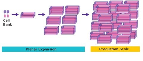 Adherent cell culture process for viral vector production Adherent cell culture process for viral vector production