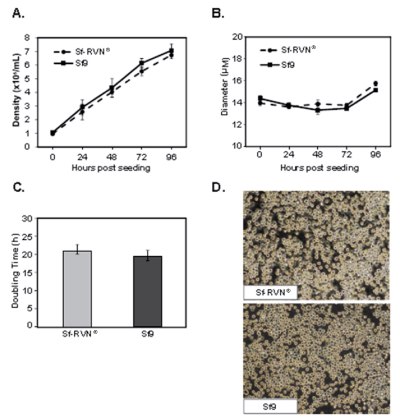 Sf-RVN® insect cell vs. Sf9 cell density, diameter, doubling time, and morphology Sf-RVN® insect cell vs. Sf9 cell density, diameter, doubling time, and morphology