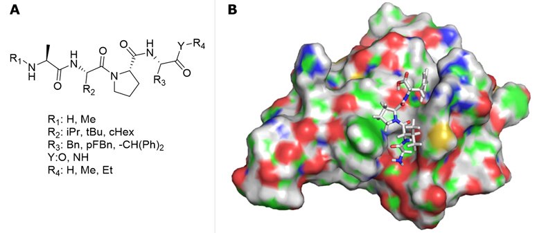 <b>A)</b> AVPI-mimetics library diversification for virtual screening. <b>B)</b> Representative docking of AVPF. A) AVPI-mimetics library diversification for virtual screening. B) Representative docking of AVPF.