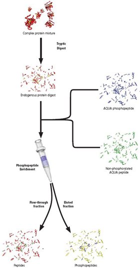 Enhance sensitivity of Protein-AQUA™ of Phosphopeptides through enrichment with a Gallium-IMAC Spin Column Enhance sensitivity of Protein-AQUA™ of Phosphopeptides through enrichment with a Gallium-IMAC Spin Column