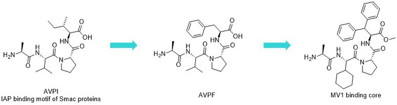 AVPI (Ala-Val-Pro-Ile) and IAP antagonists AVPF and MV1. AVPI (Ala-Val-Pro-Ile) and IAP antagonists AVPF and MV1.