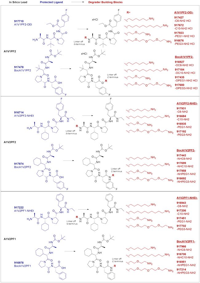 IAP-targeted ligands and degrader building blocks based on in silico screening of AVP mimetics. In silico AVP lead ligands are shown at the left; each is conjugated at the N- or C-terminus with both a long and short aliphatic and PEG-based linker to streamline synthesis of degraders and thus assessment of IAP-mediated degradation utilizing this chemistry. IAP-targeted ligands and degrader building blocks based on in silico screening of AVP mimetics.