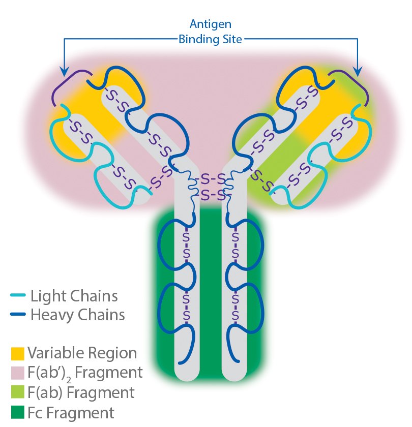 antibody-structure Antibody Structure.