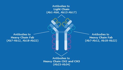 Distribution of the 34 antibodies in the Antibody Array Distribution of the 34 antibodies in the Antibody Array