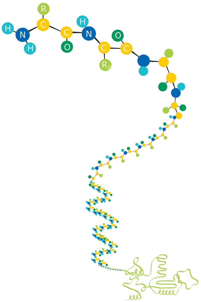 epitope-2013 Amino acids forming a protein
