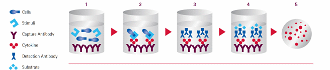 figure1-elispot-assay-workflow ELISpot Assay Workflow